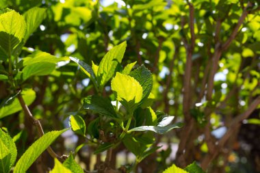 Bahar çiçek açıyor, çiçekler ve yapraklar farklı renklerde.. 
