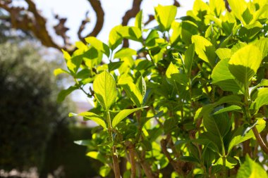 Yılın ilk sıcağıyla baharda yeşil yapraklar.