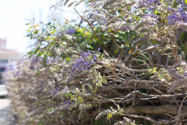 Bahar çiçek açıyor, çiçekler ve yapraklar farklı renklerde.. 