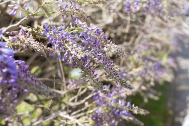 Bahar çiçek açıyor, çiçekler ve yapraklar farklı renklerde.. 