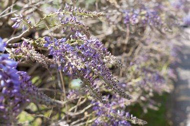 Baharın başında küçük ve güzel çiçekler