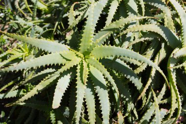 Kaktüs ve çöl bitkileri dekorasyon için kullanılır.