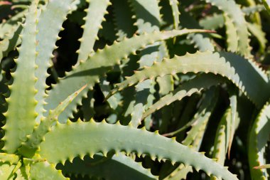 Kaktüs ve çöl bitkileri dekorasyon için kullanılır.