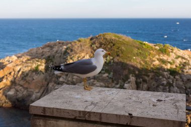 Yetişkin martı Akdeniz 'de bir uçurumun kenarında dinleniyor..
