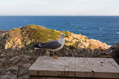 Yetişkin martı Akdeniz 'de bir uçurumun kenarında dinleniyor..