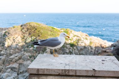 Yetişkin martı Akdeniz 'de bir uçurumun kenarında dinleniyor..