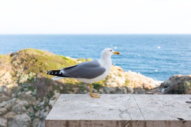 Yetişkin martı Akdeniz 'de bir uçurumun kenarında dinleniyor..