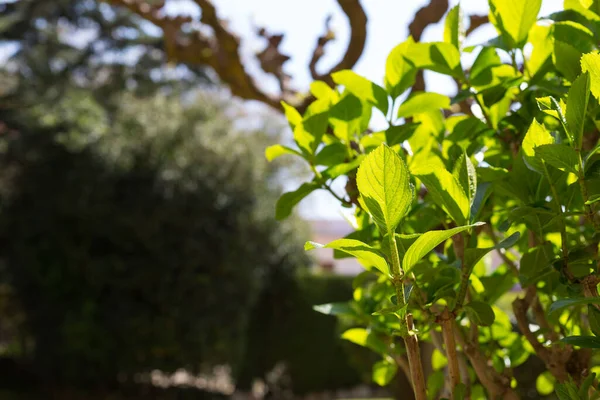 Yılın ilk sıcağıyla baharda yeşil yapraklar.