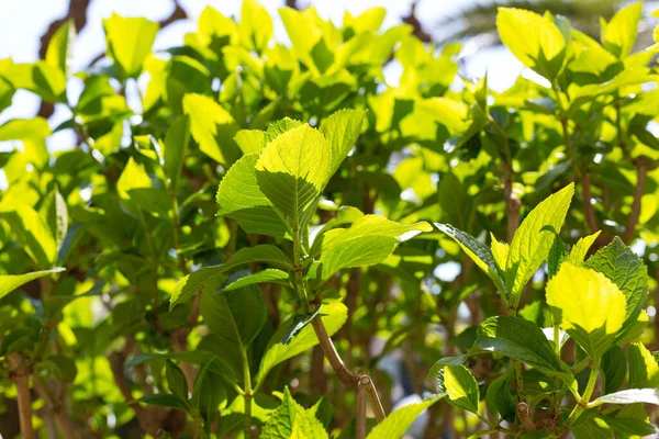 Hojas Verdes Primavera Con Primer Calor Del Año — Foto de Stock