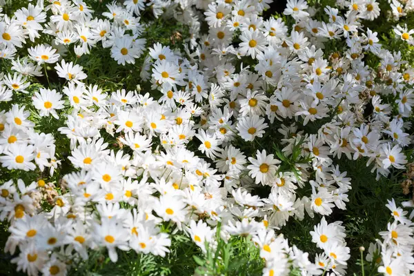 Весняне Цвітіння Квіти Листя Різних Кольорів — стокове фото