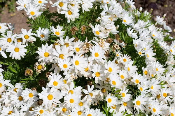 Margaridas Bonitas Que Florescem Primavera Quando Sol Aquece Dia — Fotografia de Stock