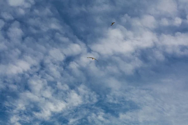 海鸥在悬崖上方的蓝天上飞翔 — 图库照片
