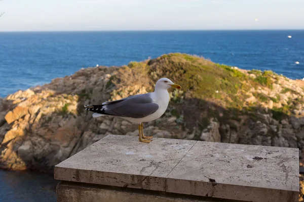 Yetişkin martı Akdeniz 'de bir uçurumun kenarında dinleniyor..