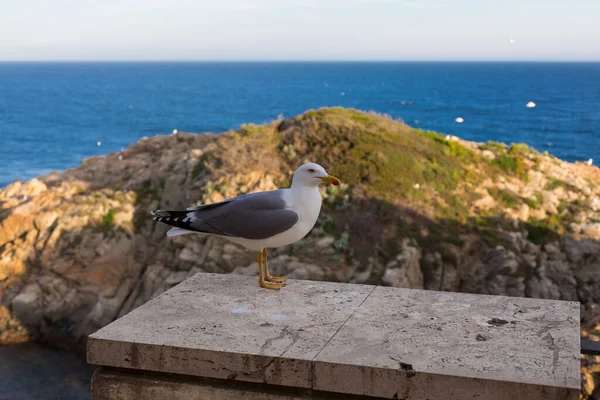 Yetişkin martı Akdeniz 'de bir uçurumun kenarında dinleniyor..