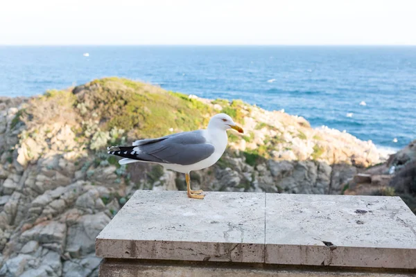 Yetişkin martı Akdeniz 'de bir uçurumun kenarında dinleniyor..