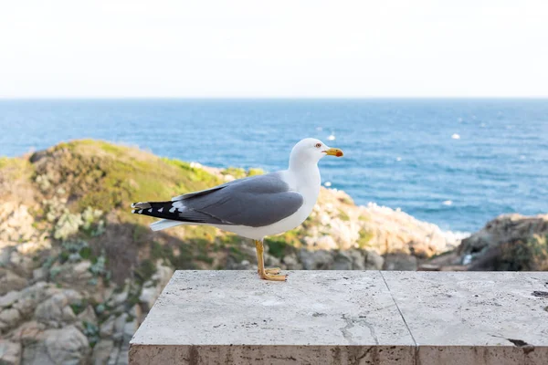 Yetişkin martı Akdeniz 'de bir uçurumun kenarında dinleniyor..