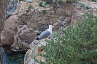 Yetişkin martı Akdeniz 'de bir uçurumun kenarında dinleniyor..