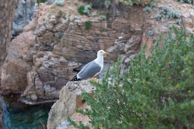 Yetişkin martı Akdeniz 'de bir uçurumun kenarında dinleniyor..