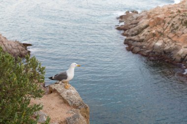 Yetişkin martı Akdeniz 'de bir uçurumun kenarında dinleniyor..
