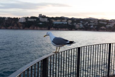 Yetişkin martı Akdeniz 'de bir uçurumun kenarında dinleniyor..