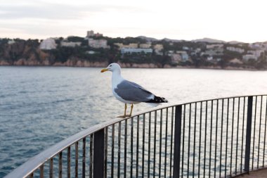 Yetişkin martı Akdeniz 'de bir uçurumun kenarında dinleniyor..