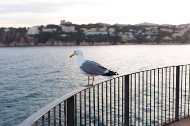Yetişkin martı Akdeniz 'de bir uçurumun kenarında dinleniyor..