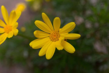 Beautiful daisies that bloom in spring when the sun warms the day.