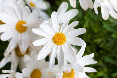Baharda açan güzel papatyalar Güneş günü ısıttığında.
