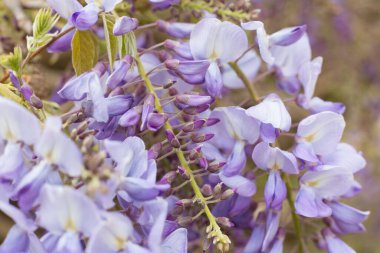 Bahar çiçek açıyor, çiçekler ve yapraklar farklı renklerde.. 
