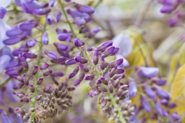 Baharın başında küçük ve güzel çiçekler