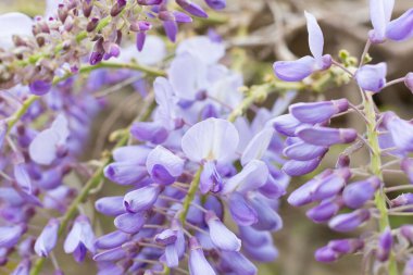 Baharın başında küçük ve güzel çiçekler
