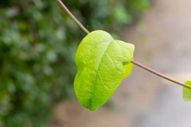 Bahar çiçek açıyor, çiçekler ve yapraklar farklı renklerde.. 