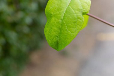 Yılın ilk sıcağıyla baharda yeşil yapraklar.
