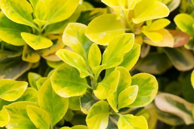 Bahar çiçek açıyor, çiçekler ve yapraklar farklı renklerde.. 