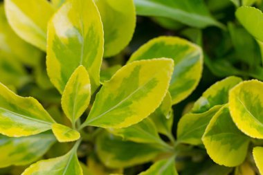 Klorofil yaprakları gün ışığında yeşile boyanır.