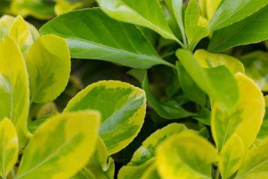 Yılın ilk sıcağıyla baharda yeşil yapraklar.