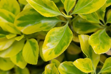 Yılın ilk sıcağıyla baharda yeşil yapraklar.