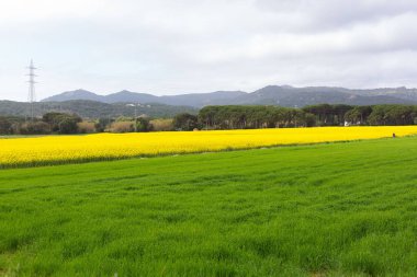 Kuzey Katalonya, İspanya 'da ilkbaharda güzel sarı kolza tohumu tarlası.