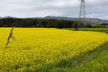 Bahar ve tarla sarı kolza tohumu çiçekleriyle dolu.