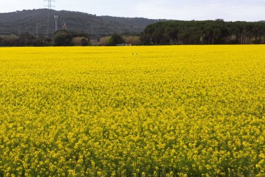 Baharın başlarında sarı çiçek tarlaları