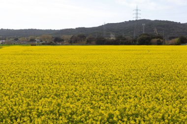 Bahar ve tarla sarı kolza tohumu çiçekleriyle dolu.
