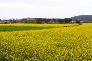 İlkbaharda sarı çiçekli kolza tohumu tarlası