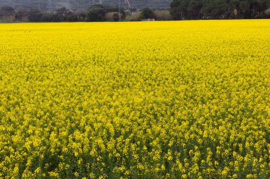 Kuzey Katalonya, İspanya 'da ilkbaharda güzel sarı kolza tohumu tarlası.