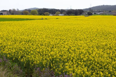 İlkbaharda sarı çiçekli kolza tohumu tarlası