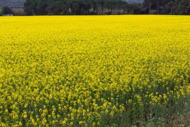 Bahar ve tarla sarı kolza tohumu çiçekleriyle dolu.