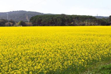 Bahar ve tarla sarı kolza tohumu çiçekleriyle dolu.