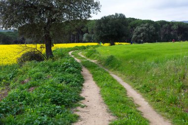 İlkbaharda yeşil çimenli kırsal toprak yol
