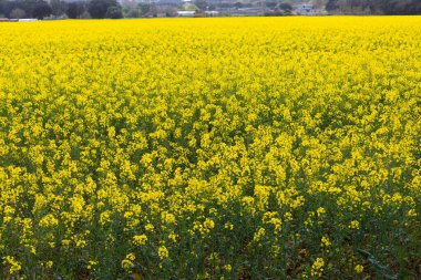 Bahar ve tarla sarı kolza tohumu çiçekleriyle dolu.