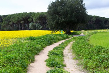 Kuzey Katalonya, İspanya 'da bahar mevsiminde kırsal toprak yol.