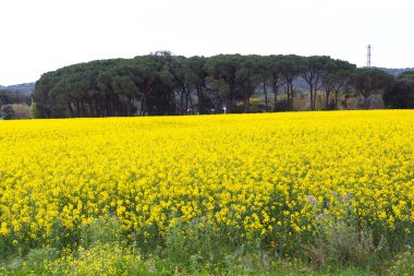 Bahar ve tarla sarı kolza tohumu çiçekleriyle dolu.